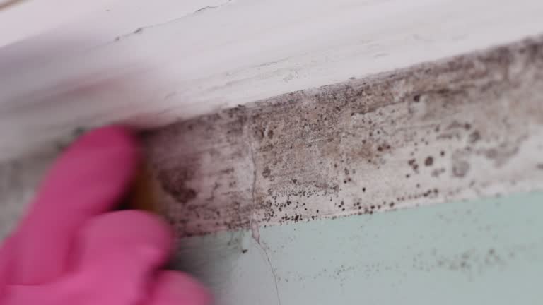 Trusted Moreland, ID Mold Removal Experts